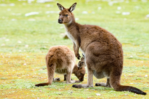 Kangaroo Island