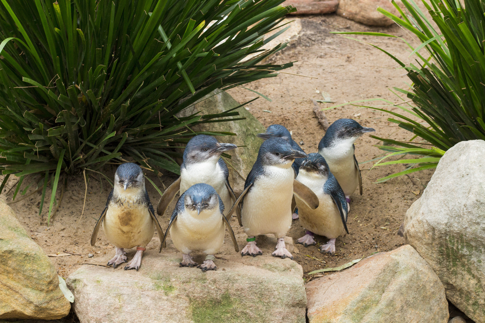 Blaue Pinguine