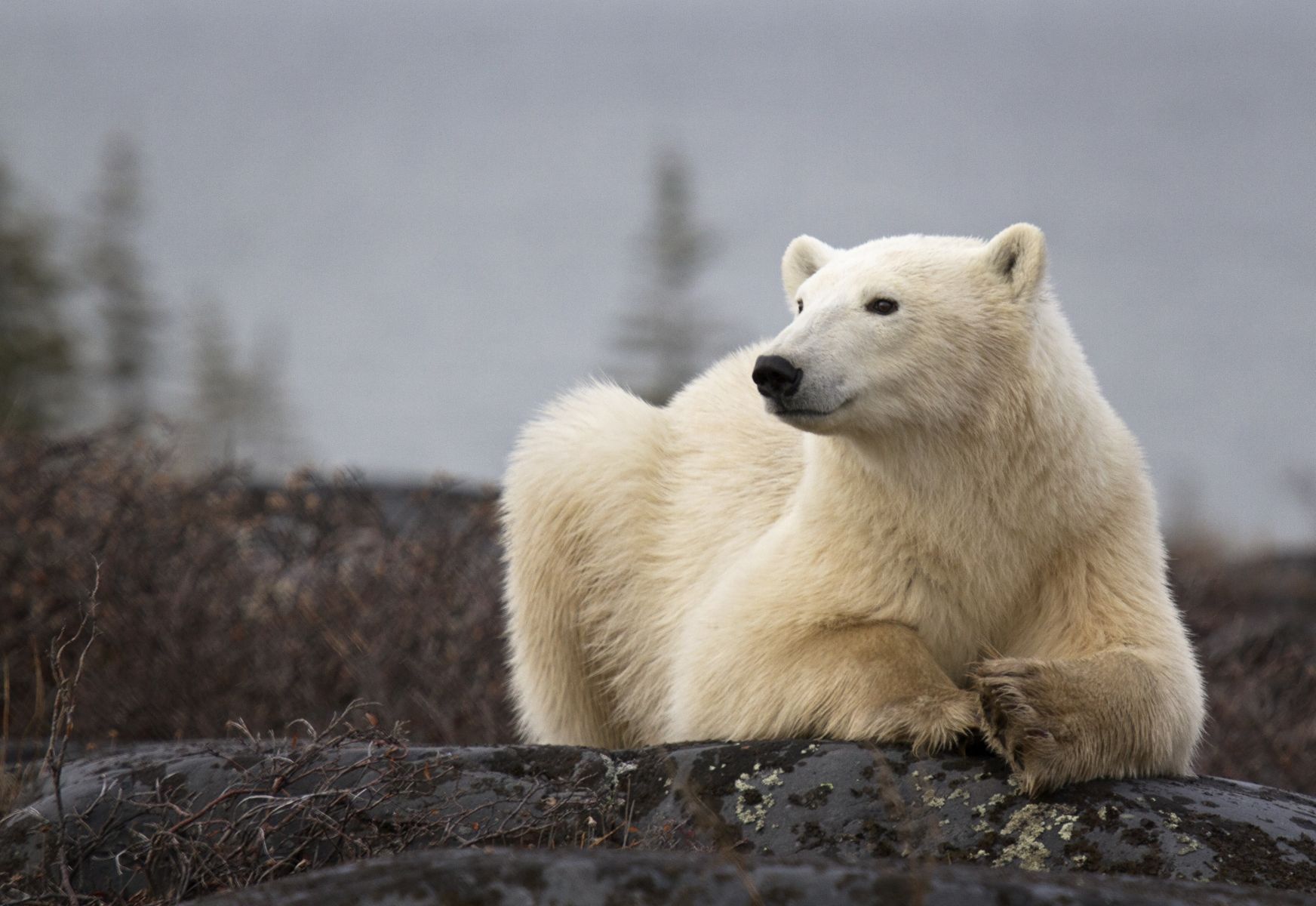 Eisbär