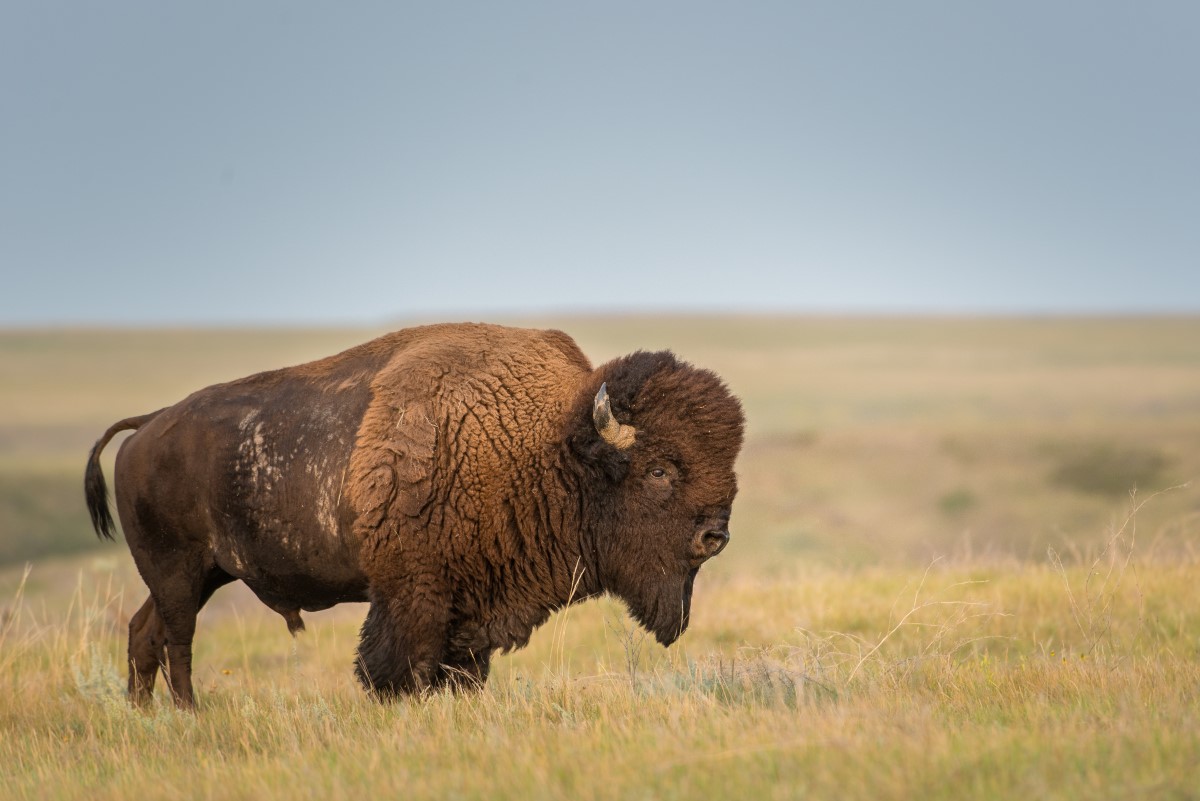 Bison im Grasslands Nationalpark