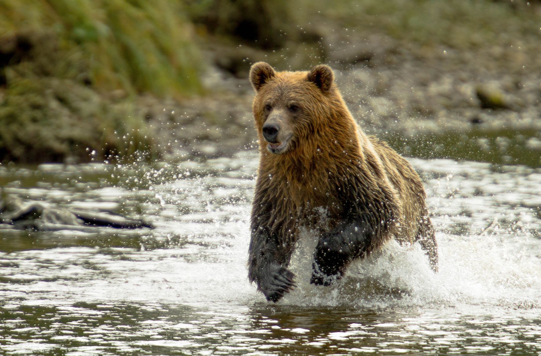 Grizzly im Wasser