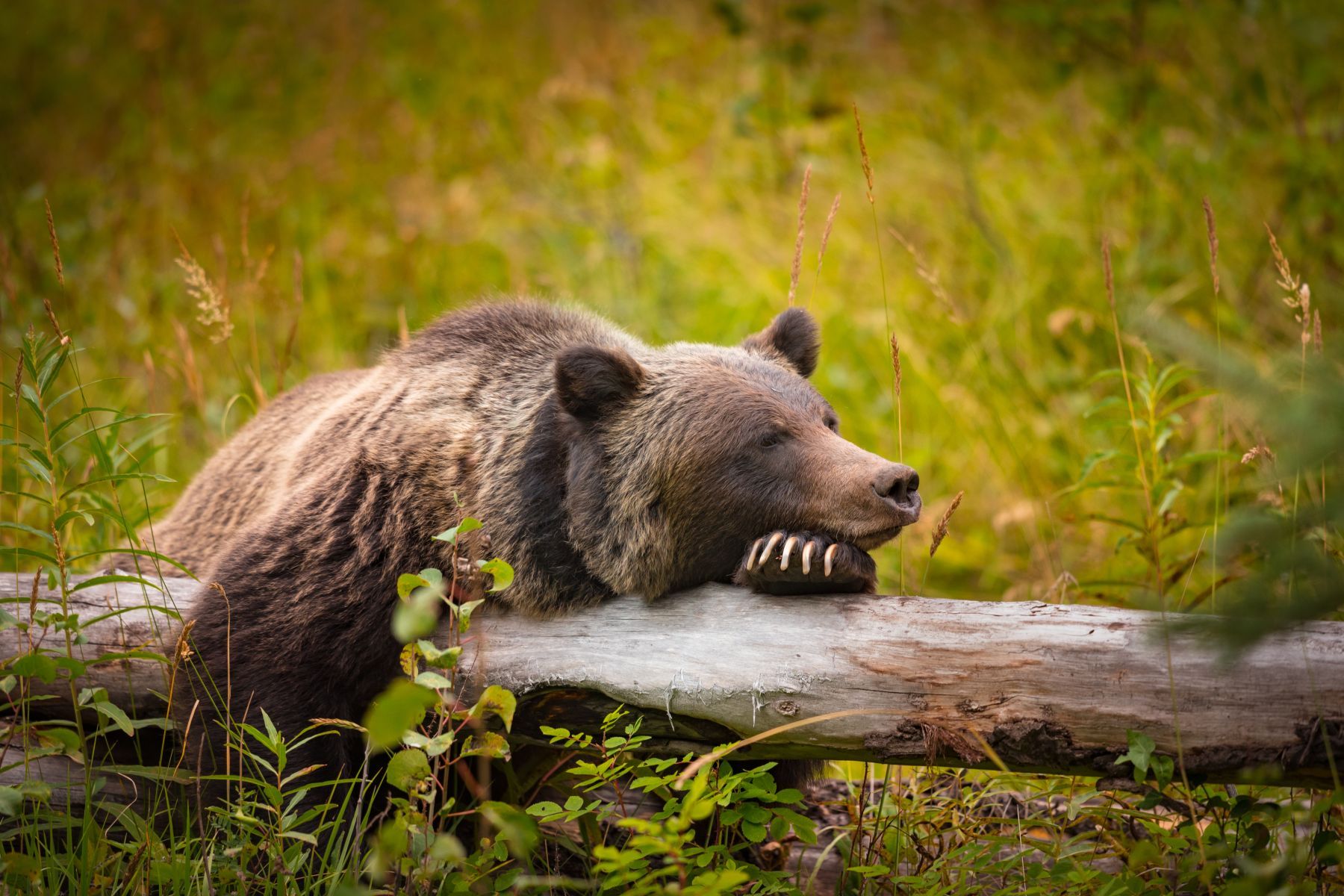 Grizzly 