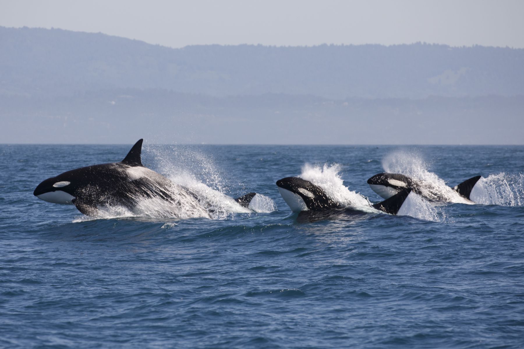 Orcas vor Vancouver Island