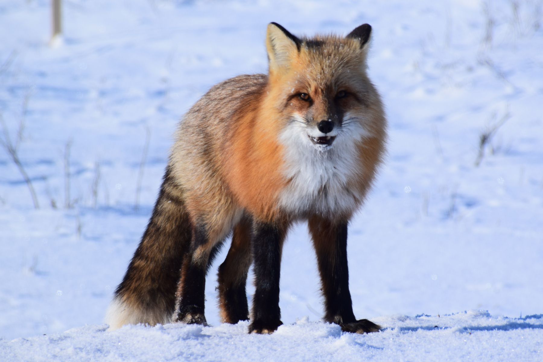 Fuchs im Schnee