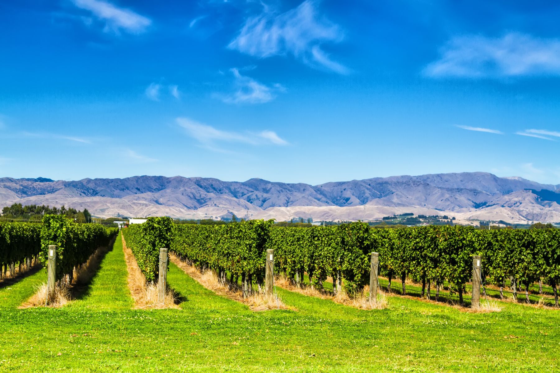 Weinanbau in Blenheim