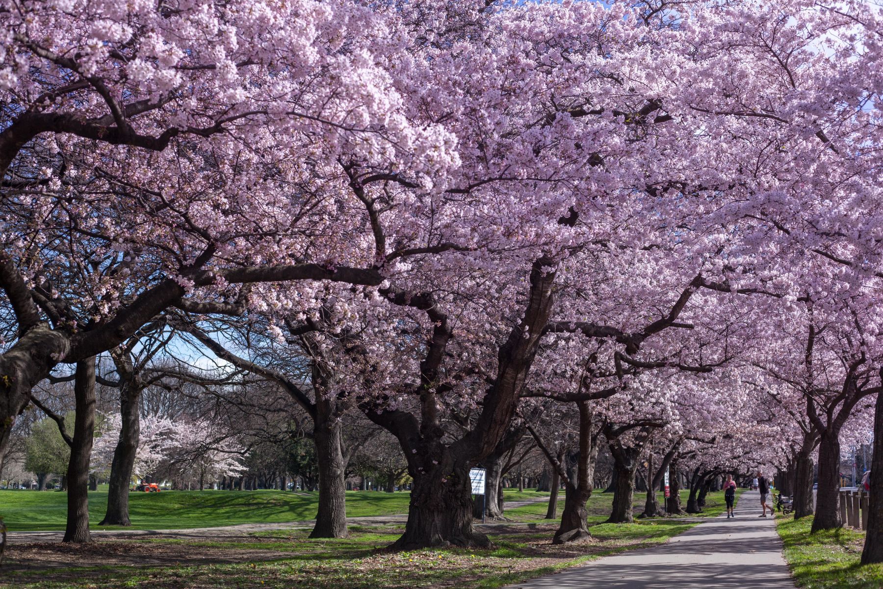 Hagely Park, Christchurch