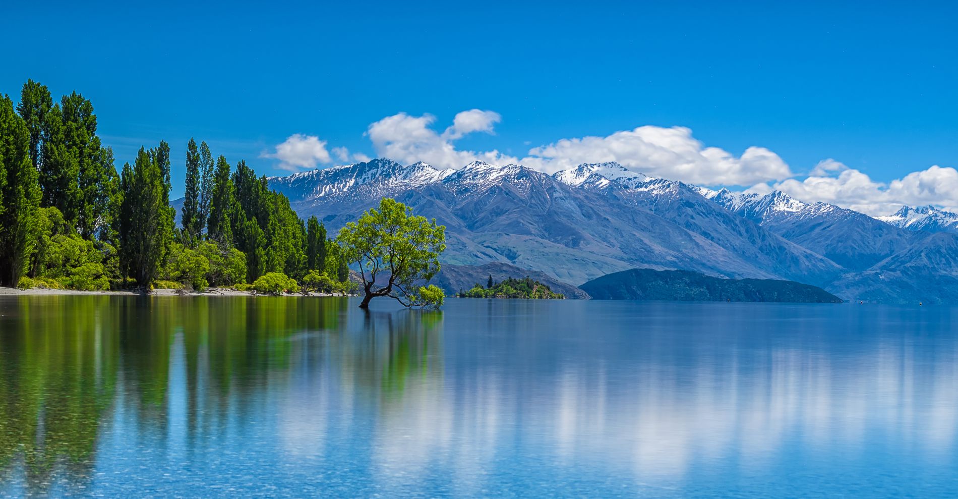 Wanaka Tree im Lake Wanaka