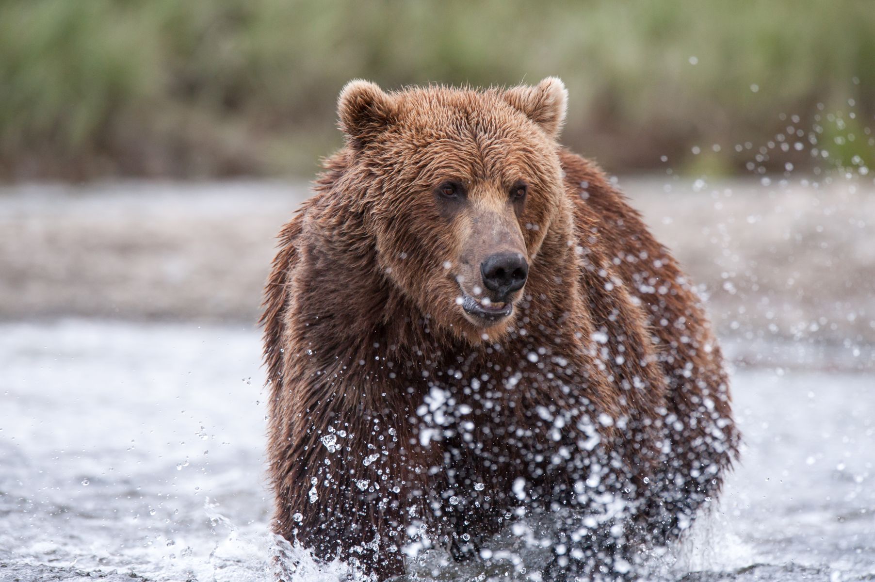 Braunbär im Wasser