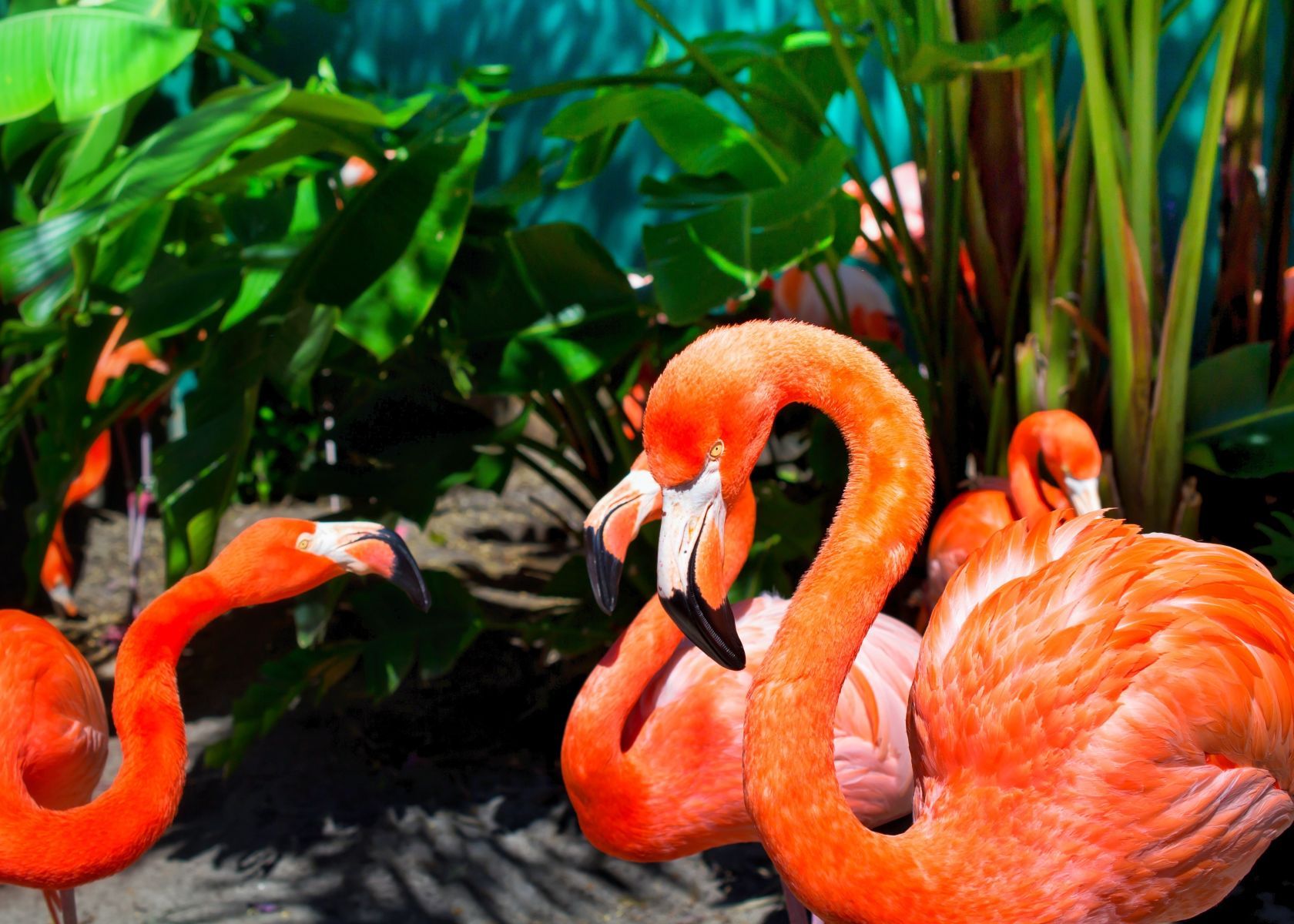 Flamingos in Orlando