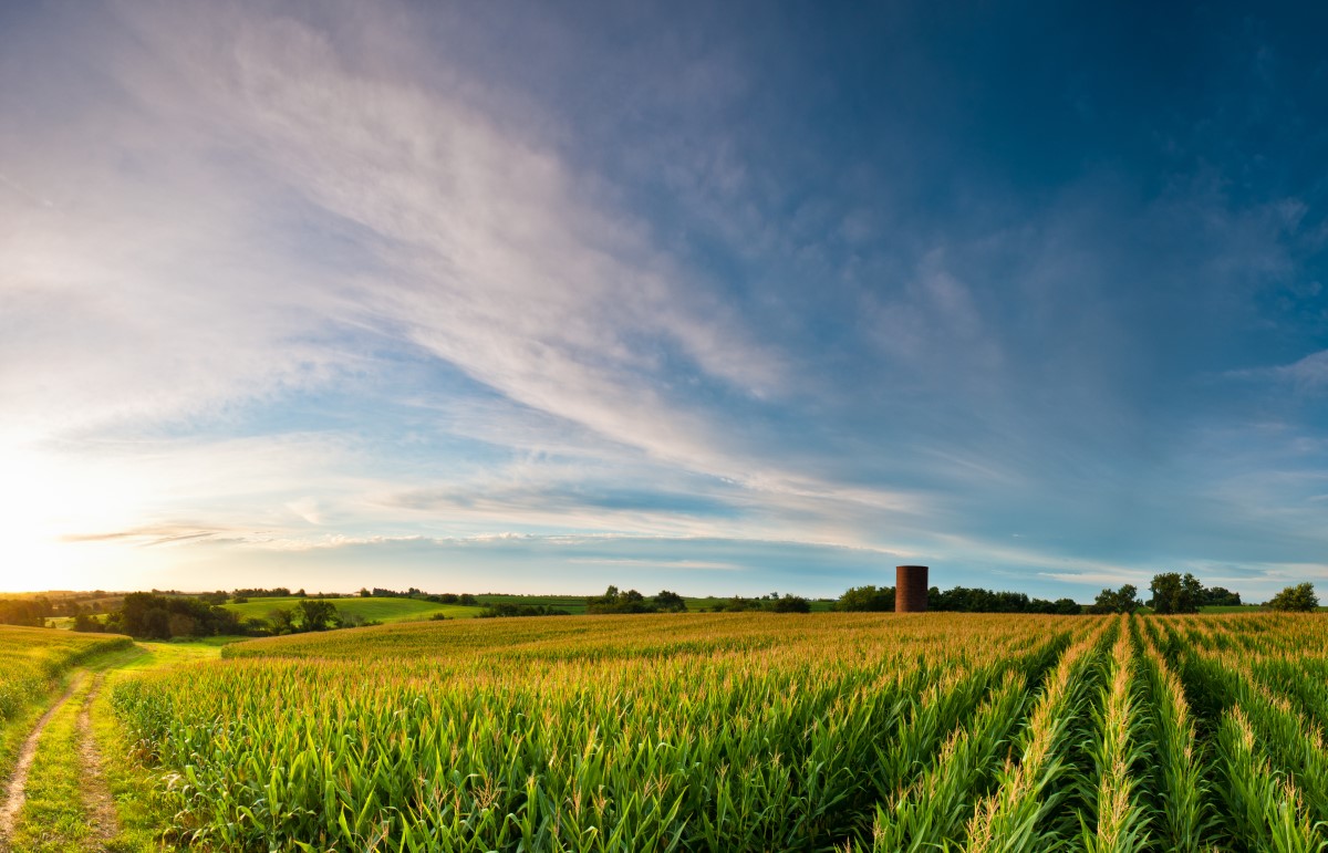Feld in Iowa