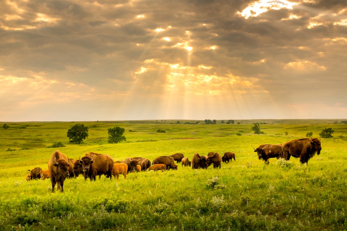 Bisons in der Prärie
