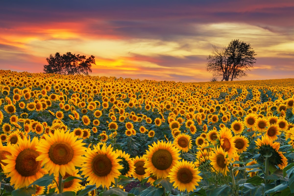Sonnenblumenfeld 