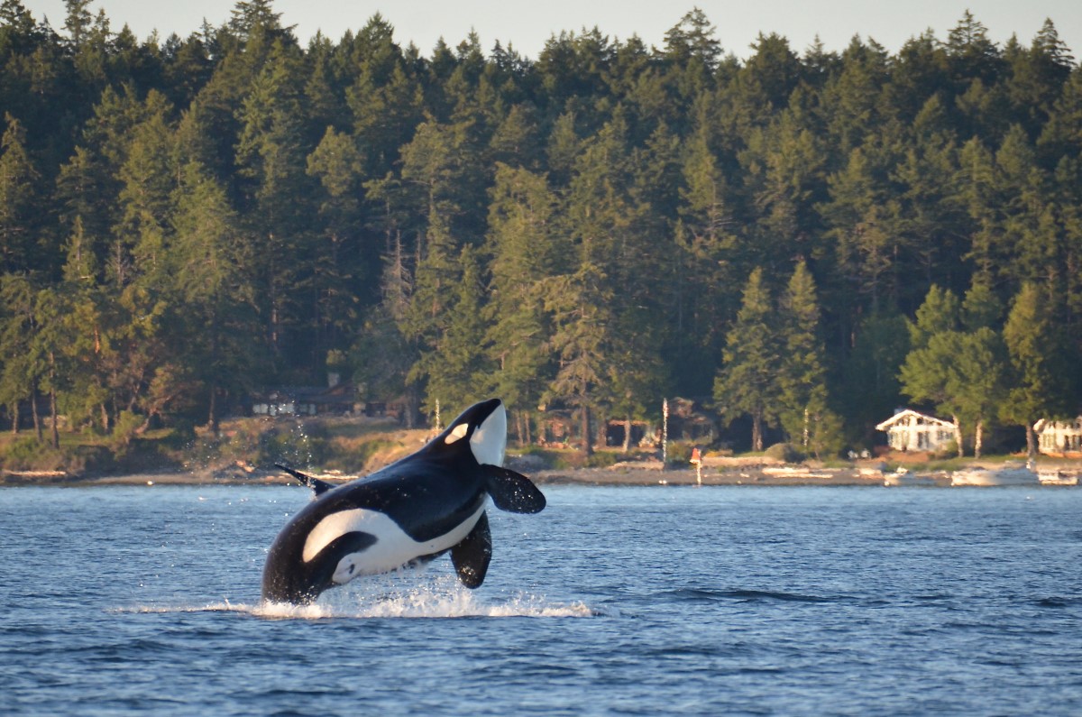 Orca vor Henry Island