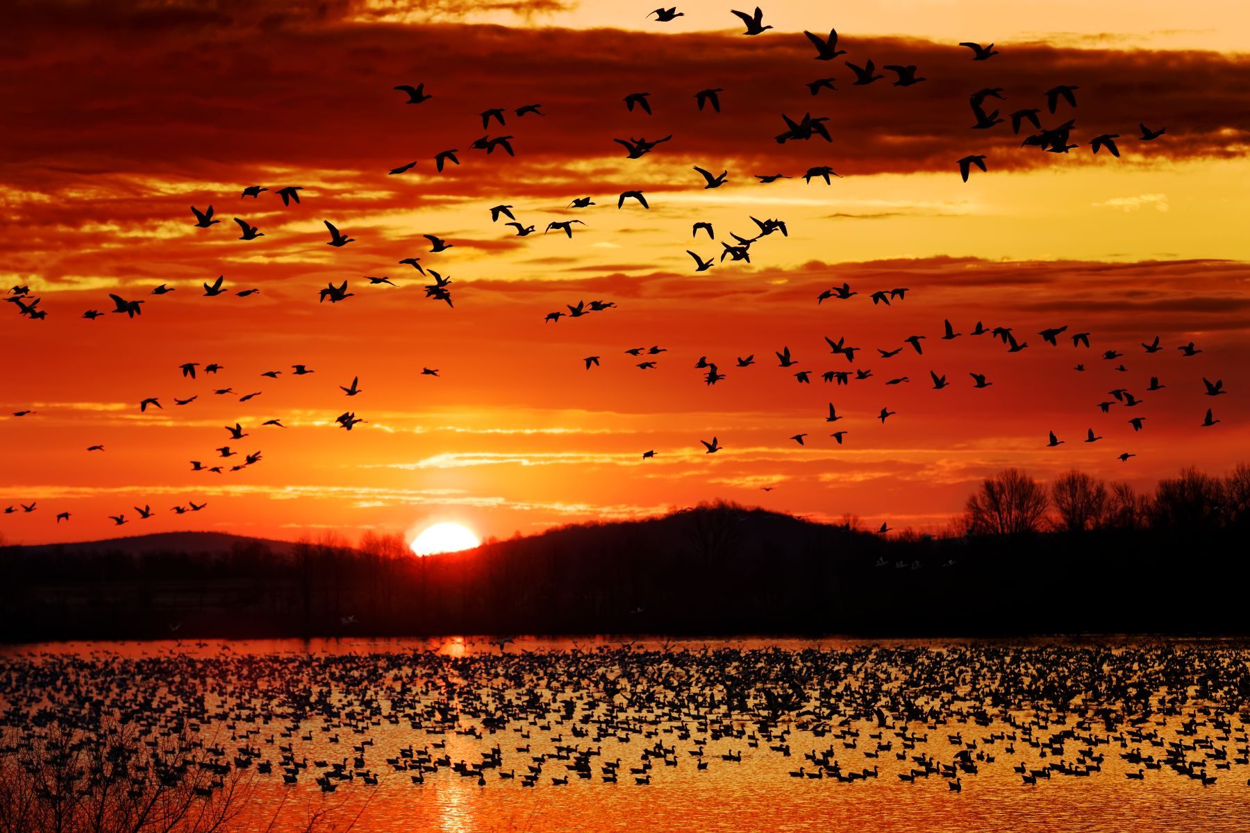Gänse im Lancaster County
