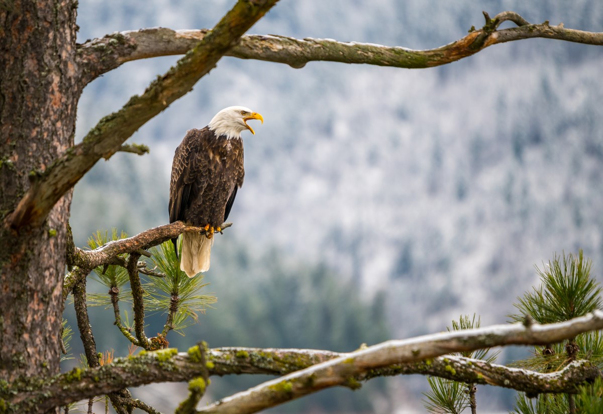 Adler in Idaho
