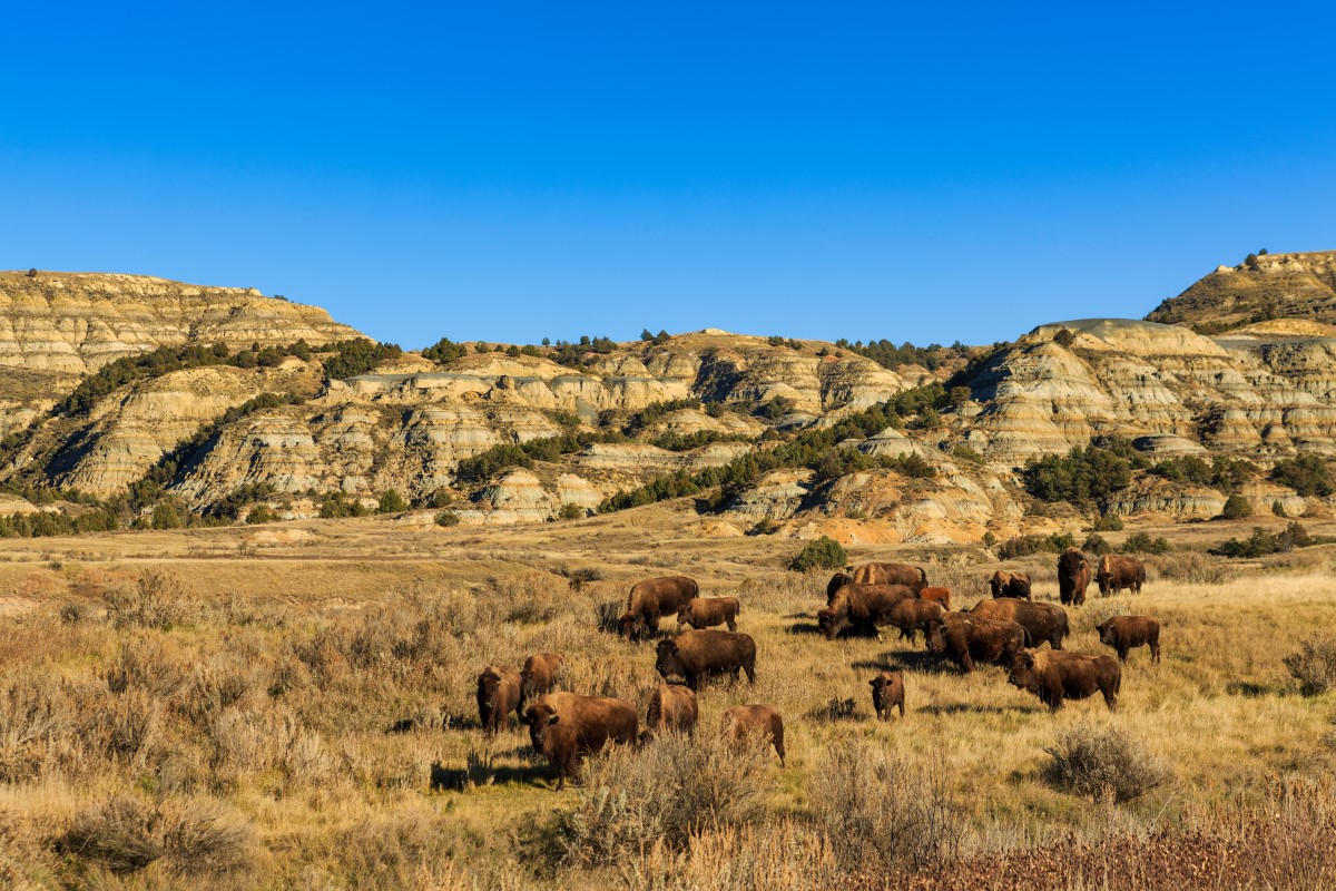 Büffelherde im Theodore Roosevelt Nationalpark