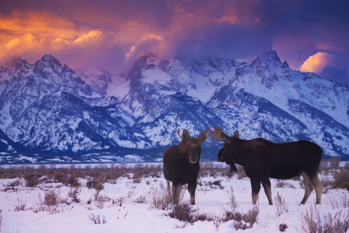 Elche im Grand Teton Nationalpark