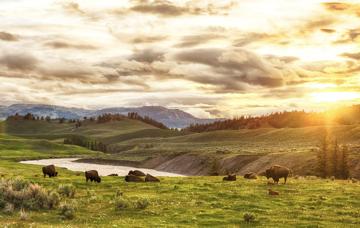 Bisonherde im Yellowstone Nationalpark