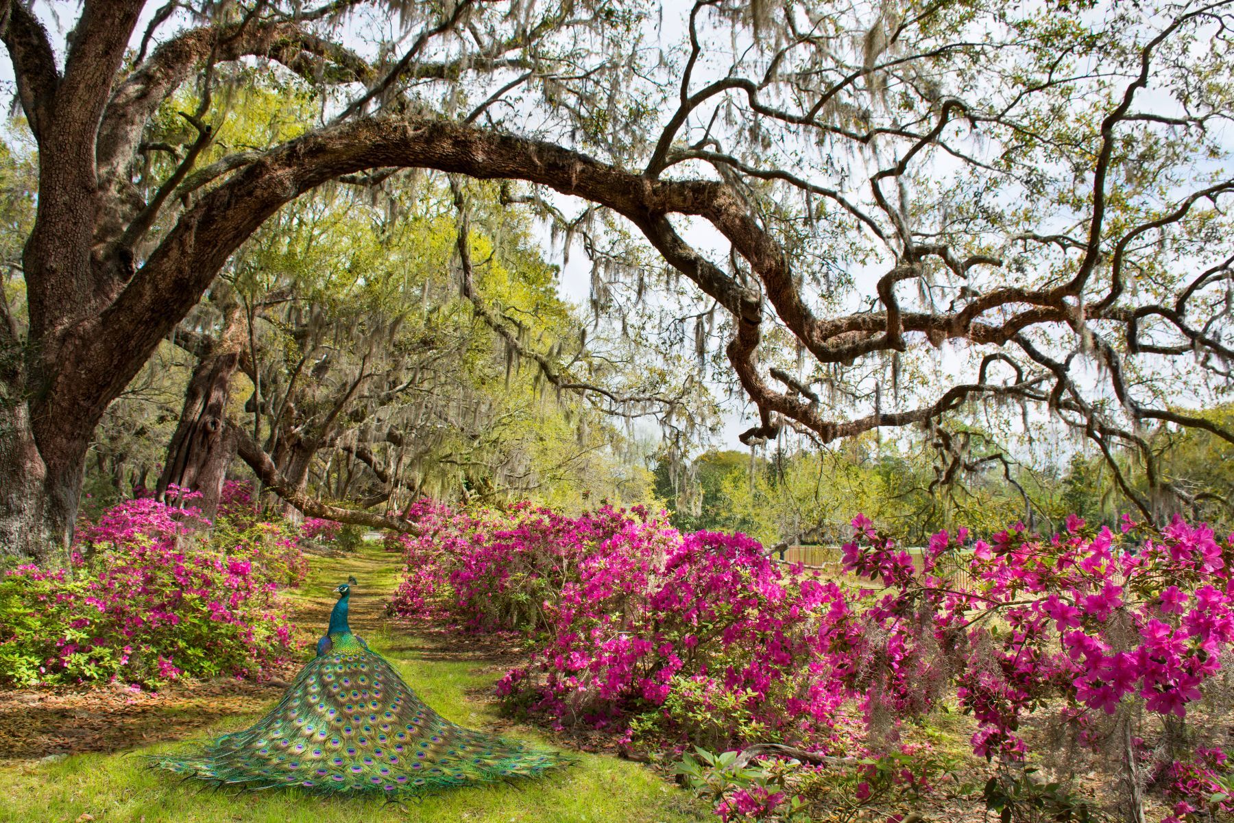 Garten in Charleston