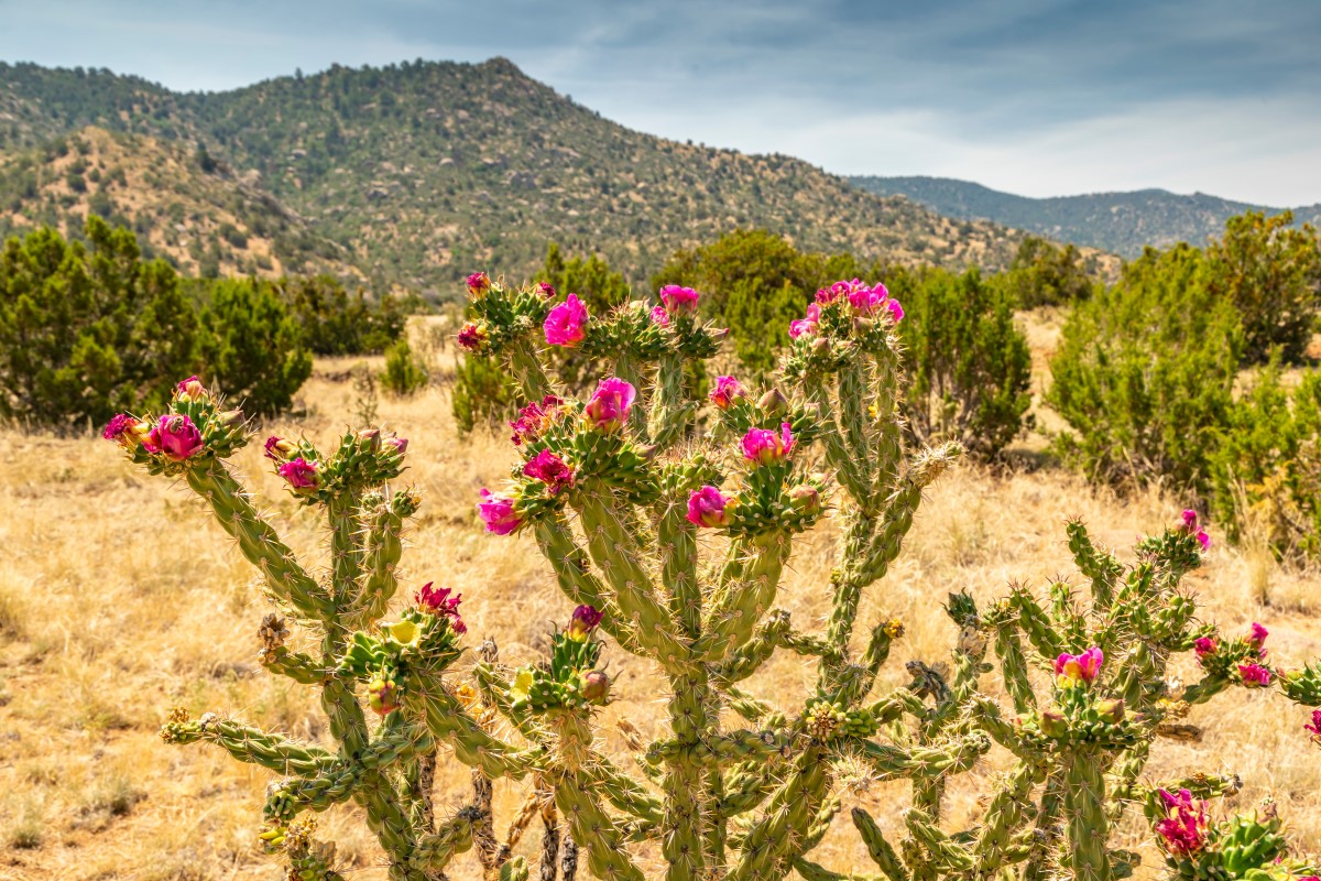 Kaktus in den Sandia Mountains