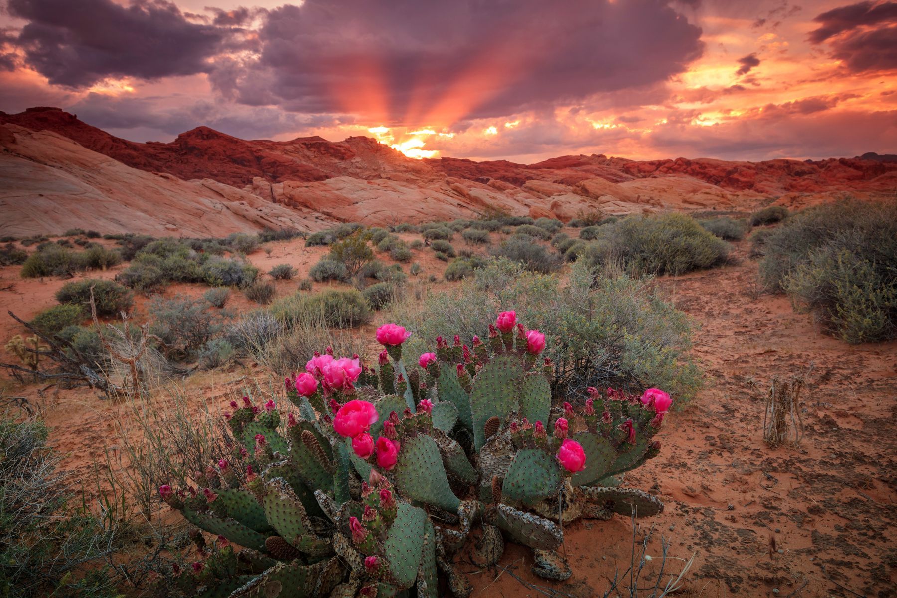 Wüste in Nevada
