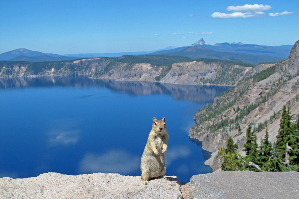 Eichhörnchen vor dem Crater Lake