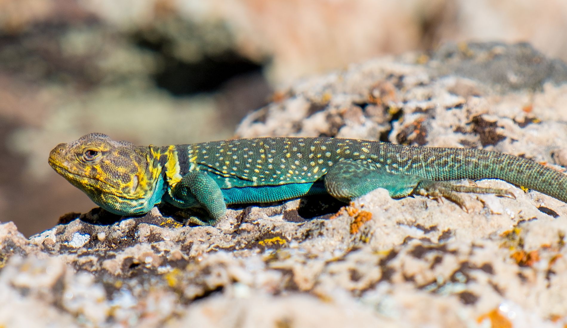 Reptil